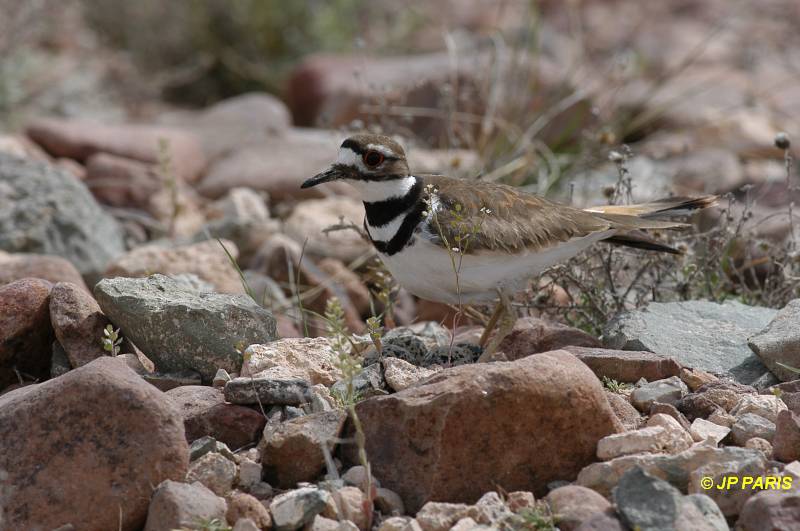 Charadrius vociferus